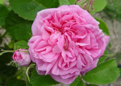 صور ورد جوري طبيعي Cute Pink Damask Rose Flower - صور ورد وزهور Rose Flower images